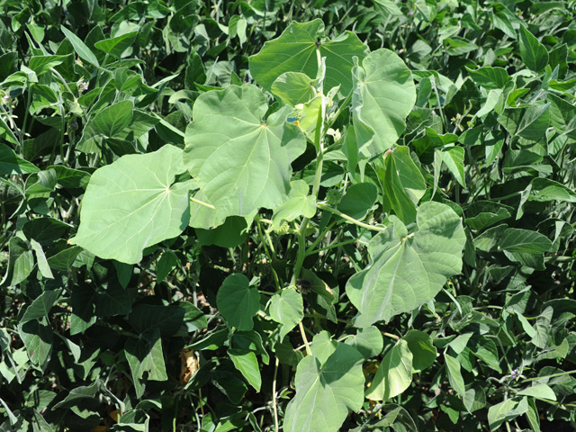Weeds like cocklebur and velvetleaf, shown above in an Illinois field, may be making a comeback, thanks to a newfound ability to emerge later in the season. (DTN photo by Pamela Smith)