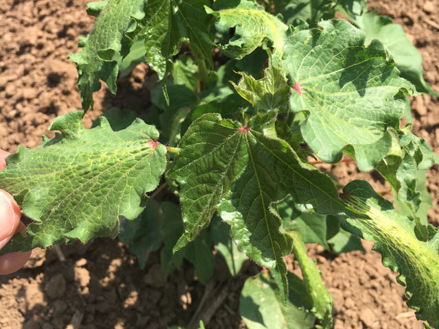 2,4-D damage on susceptible cotton causes "strapping," or elongated leaves with veins running parallel, on new growth. (Photo courtesy Gaylon Morgan, Texas A&amp;M) 