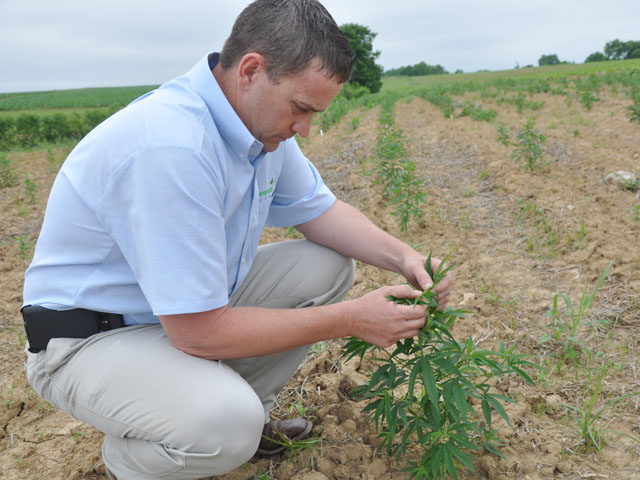 Kentucky farmer Brian Furnish examines a hemp plant he planted earlier this fall. Furnish was among the earliest supporters for growing hemp in the state. He notes there are a lot of regulations to growing hemp in Kentucky, but state officials also have embraced the crop and look to reestablish it. (DTN photo by Chris Clayton)