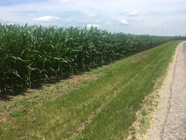 In parts of the Midwest, steady rains and a small planting window have produced lush, uniform stands, like this cornfield in central Illinois. (Photo courtesy of John Werries)