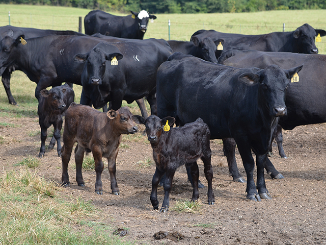 Colostrum replacers and electrolytes are the go-to solutions for at-risk calves. (DTN/Progressive Farmer photo by Dan Miller)