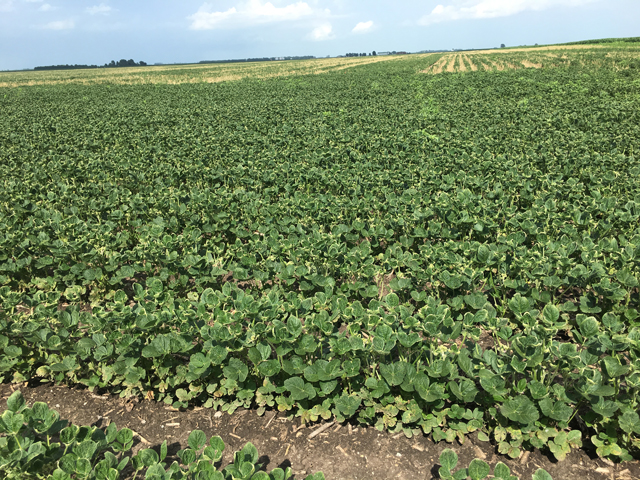 This field of non-GMO soybeans in central Illinois, near Cerro Gordo, was showing the classic symptoms of dicamba exposure this week. (DTN photo by Pamela Smith)