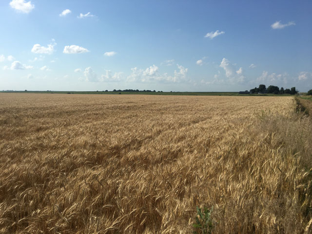 Wheat awaits harvest in central Illinois near Warrensburg. Not only is it a good rotation crop, but also it can be the start of a healthy meal. (DTN photo by Pamela Smith)