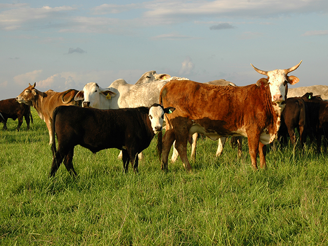 Precision breeding for polled animals will be faster, and allow for more retained genetic diversity. (DTN/Progressive Farmer photo by Becky Mills)