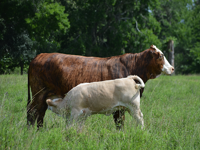 A recent study shows there is a fairly significant cost to the implant decision, especially when it comes to heifers. (DTN/Progressive Farmer photo by Victoria G. Myers)
