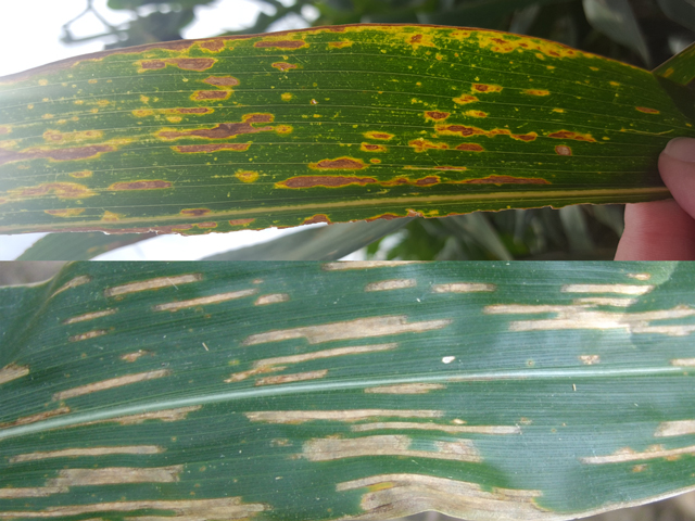 Gray leaf spot lesions (bottom) have smoother margins and are more tan in color than bacterial leaf streak lesions (top), which have wavy edges and a bright yellow color. (Photo courtesy of Tamra Jackson-Ziems, UNL)