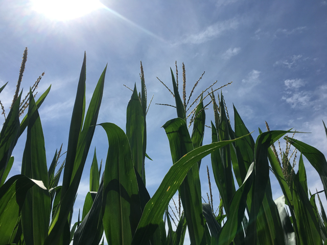 Corn pollination is running about a week ahead of average, with ratings just above a record year back in 2014. (DTN photo by Pam Smith)