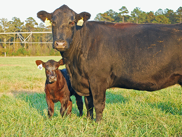 There&#039;s no research to prove it, but it&#039;s possible that a calf nursing off of both his dam, and another, may be setting the other cow&#039;s soon-to-be-born calf up for failed passive transfer of immunity. (Progressive Farmer image by Boyd Kidwell)
