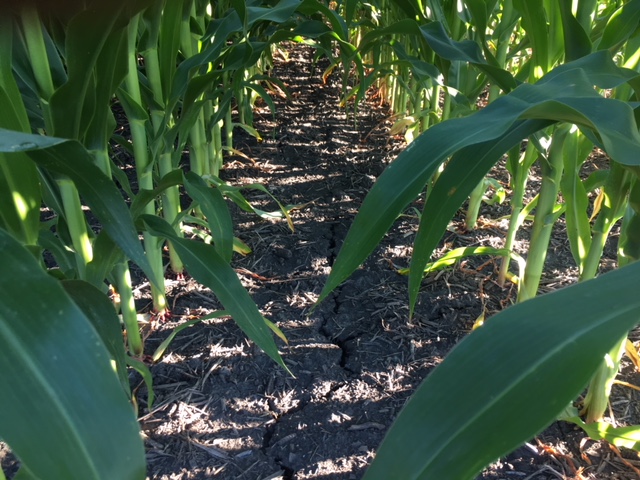 Some cracks are starting to appear in this southeast Michigan field, which went from flood to flash drought between June and July. (Photo courtesy Raymond Simpkins)