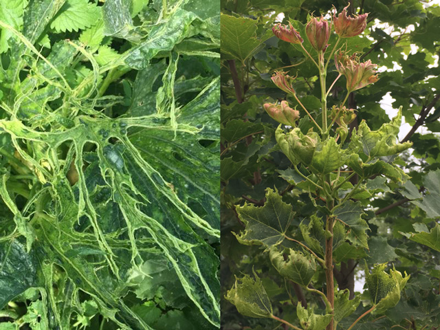 Dicamba injury, such as the damaged squash (left) and maple tree (right) on Little Shire Farm over the past two years has cost its owners thousands of dollars, with no compensation in sight. (Photo courtesy of John Seward)