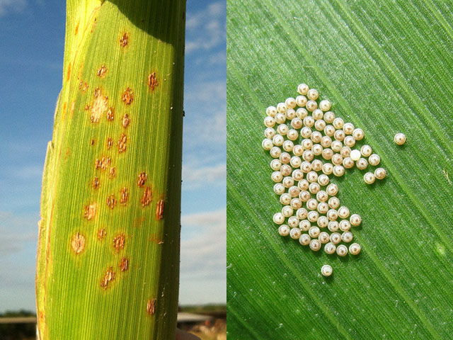 Southern corn rust (left) skipped many Southern states on its way into the Midwest this year, and it&#039;s prime egg-scouting time in the Great Lakes region for western bean cutworm (right). (DTN photo courtesy Bob Kemerait, University of Georgia, and Jocelyn Smith, University of Guelph)