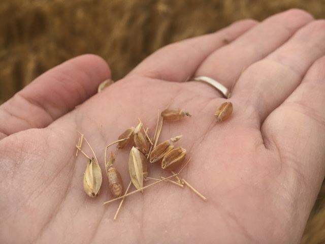 The spring wheat tour wrapped up with a final spring wheat average yield of 41.1 bushels per acre. (Photo courtesy Amanda Spoo, U.S. Wheat Associates)