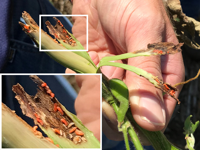 A new pest called soybean gall midge is causing losses in parts of Iowa and Nebraska this year. (Photo Courtesy of Wayne Martin)