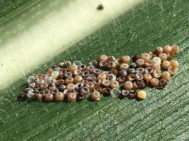Western bean cutworm females lay egg clusters on leaves of corn. (DTN/The Progressive Farmer photo by Scott Williams)