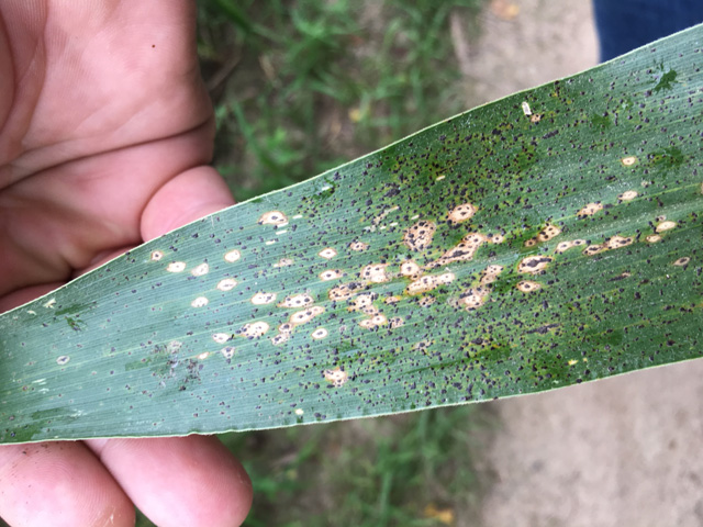 Tiny black spots against a brown lesion are a symptom of the tar spot complex in corn -- a new disease that is surfacing in greater quantities in the north-central Midwest this year. (Photo courtesy of Martin Chilvers, Michigan State University)