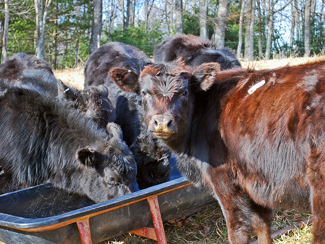 Large crops and carryover levels will put livestock producers in a positive position for commodity-based feeds. (Progressive Farmer photo by Boyd Kidwell)