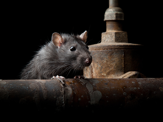 If someone tells you they have a sure-fire fix for their rodent problems, that person is not telling the truth. Think management, not the eradication of your mouse and rat problem.