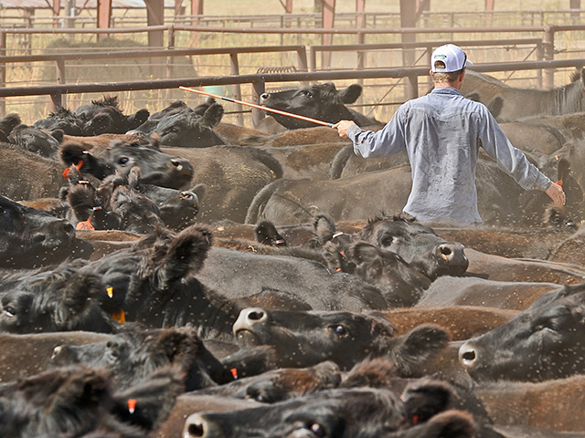 Record production in pork and poultry could make a direct hit on beef prices by 2019. (Progressive Farmer photo by Jim Patrico)