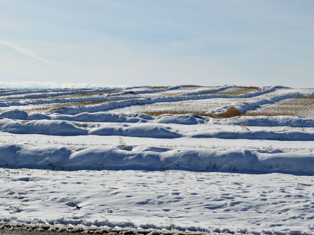 Snow on top of canola swaths near Calgary, Alberta shows the challenge that some Western Canadian farmers are having as they try to harvest their crops. (DTN photo by Cliff Jamieson)