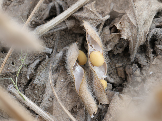 Soybeans shatter when the pod seam, called the "suture," weakens and splits open, dropping seeds or exposing them to the elements. (DTN photo by Pamela Smith)