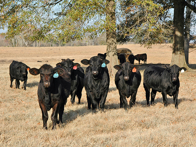 Stop looking for reasons it can&#039;t work, and find a way to get onto a controlled breeding season. (Progressive Farmer photo by Becky Mills)