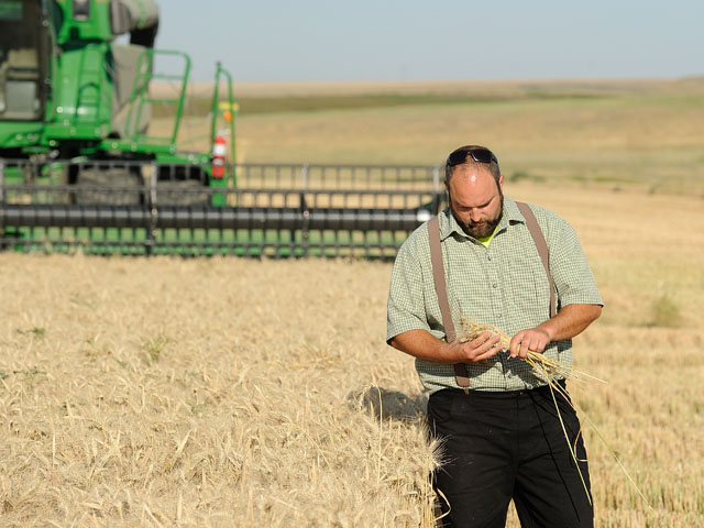 Phillip Gross examines some wheat in his Warden, Washington, wheat fields, one of which yielded 202.5 bushels per acre, securing the high yield award in the 2018 National Wheat Yield Contest. Gross has won every high yield award in the contest&#039;s three-year history. (DTN photo by Jim Patrico)