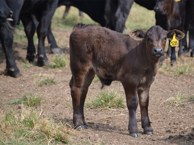 If a hernia can be fixed, it may be best to wait till a calf is a little older before doing the procedure. (Progressive Farmer photo by Dan Miller)