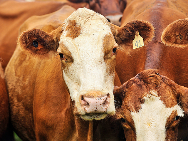 A pour-on application of Banamine Transdermal will help cattle suffering from pain due to foot rot, or a fever associated with BRD. (DTN/Progressive Farmer file photo)