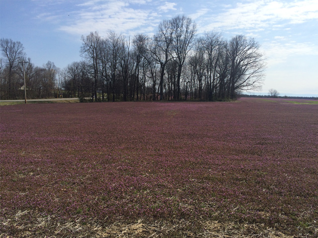 The purple color of winter annual weeds such as purple deadnettle and henbit might color up the spring landscape, but the weeds are also considered hosts for soybean cyst nematode (SCN). (DTN photo by Pamela Smith) 