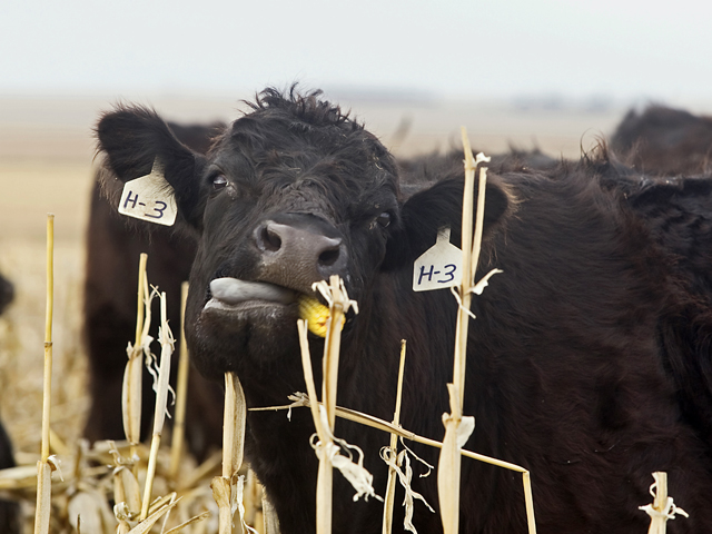 DTN Contributing Analyst John Harrington finds black-nosed cattle rooting through trampled cornfields a beautiful sight to behold. (Photo by Dawn Sahli)