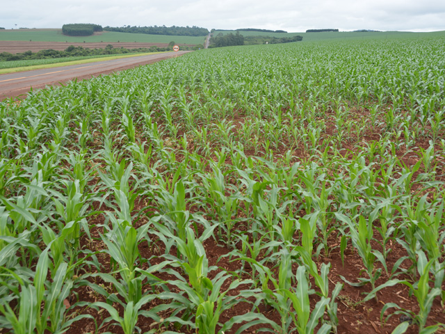 This corn was planted just over three weeks ago in southern Parana state in Brazil, near the Argentina border. The farmer was disappointed in his soybean yield due to a shortage of rainfall, but recent rains had hit the area as his corn was planted. (DTN photo by Chris Clayton)