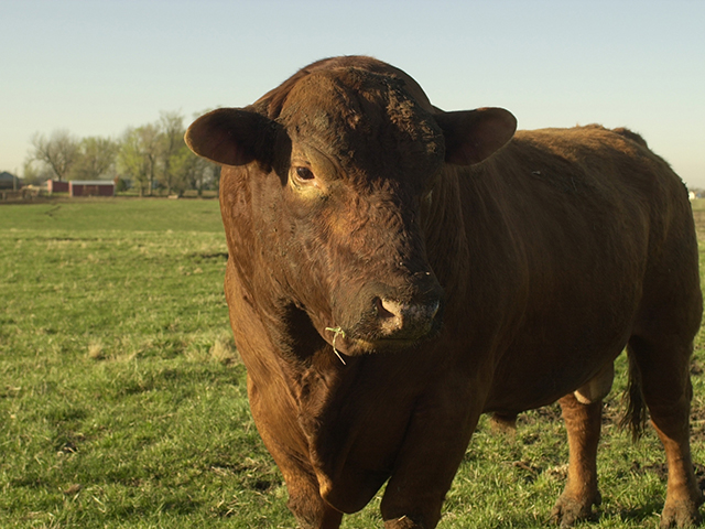 One simple, biosecurity step is to isolate new animals before turning them in with the rest of the herd.(DTN/Progressive Farmer image by Jim Patrico)