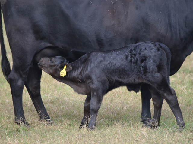 Teat and udder quality is a top reason to cull a cow from the breeding herd. (Progressive Farmer photo)