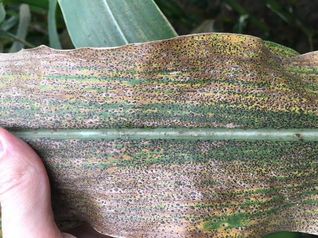 If you saw tar spot in your corn in 2018, the disease is likely present in your fields this year, too -- but the weather will determine its severity in 2019. (Photo courtesy Martin Chilvers, Michigan State University)