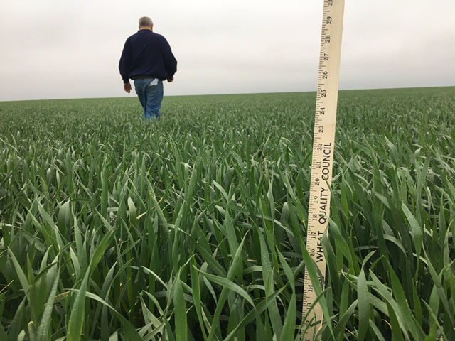 Scouts found some healthy, well-watered wheat stands in central Kansas on the first day of the hard red winter wheat tour. (DTN photo by Emily Unglesbee)