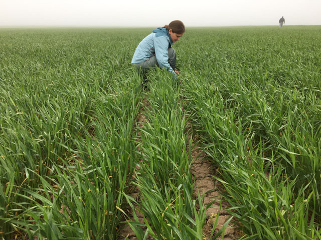 Erica Oakley, of U.S. Wheat Associates, takes measurements in a wheat field with dry topsoil in southwest Kansas on day two of the Hard Red Winter Wheat Tour. (DTN photo by Emily Unglesbee) 