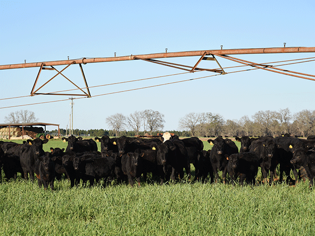 The value of an implant for stocker operations ties directly into forage availability and nutrition.(DTN/Progressive Farmer photo by Becky Mills)