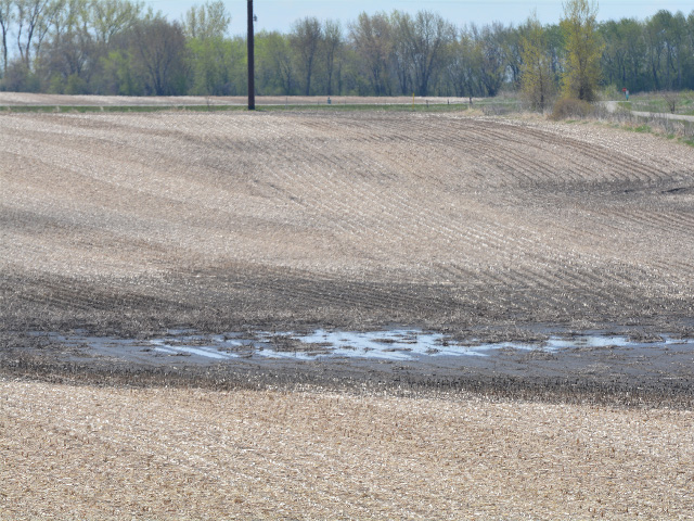 A soggy, unplanted field in north-central Iowa typifies the continued difficult corn planting season, slowest in more than 30 years. (DTN photo by Matt Wilde)
