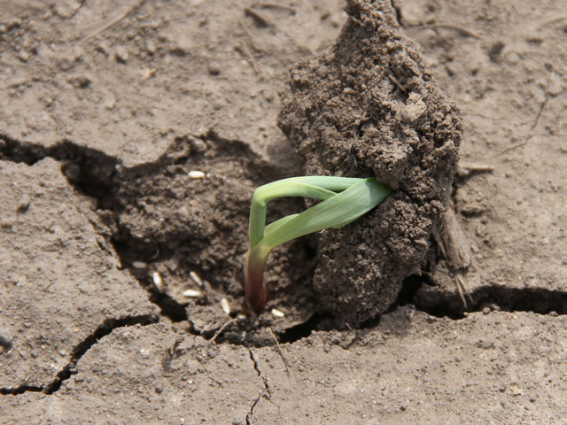 Planting into wet soils or before major rain events can give corn seedlings a rough start, as they can immediately face compacted and crusted soils. (DTN photo by Pamela Smith)