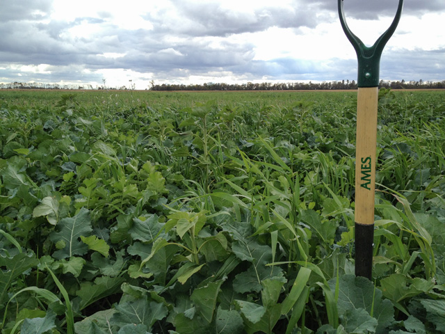 Cover crop mixes like this one can help growers protect soil, control weeds and manage nutrients on prevented planting acres -- but only if done right. The mix above includes radishes, turnips, barley, rapeseed and sunflower. (Photo courtesy Abbey Wick, North Dakota State University)