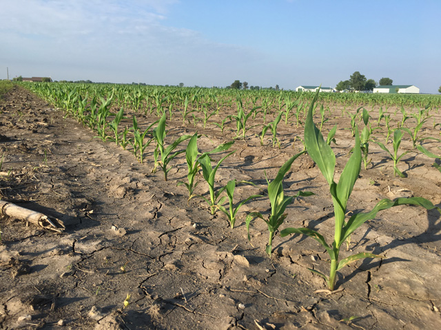 Uneven corn development in Montgomery County, Illinois, is typical of the impact of heavy rain and generally cool temperatures so far in the 2019 crop year. (DTN photo by Pamela Smith)