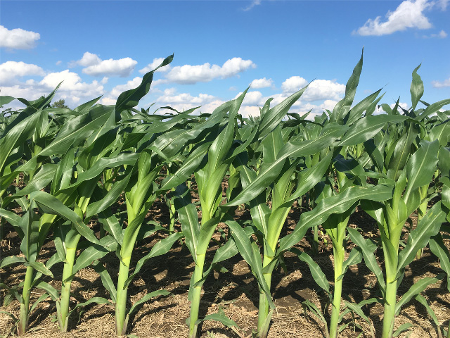 Crop development is far behind the average, with only 35% of the nation&#039;s corn silking this week, and soybeans only 40% blooming. What that means for yield potential and grain supplies is on many minds this month. (DTN photo by Pamela Smith) 
