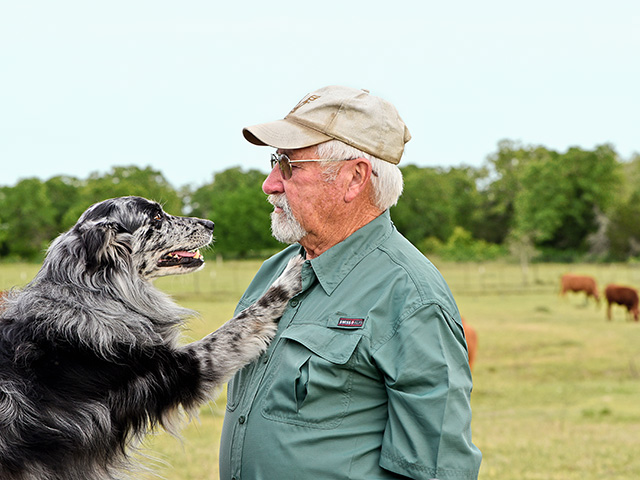 This Australian shepherd, Woody, is an ace in herding trials and helps work sheep in addition to cattle for Joe Sheeran&#039;s Flatonia, Texas, operation. (Progressive Farmer photo by Becky Mills)
