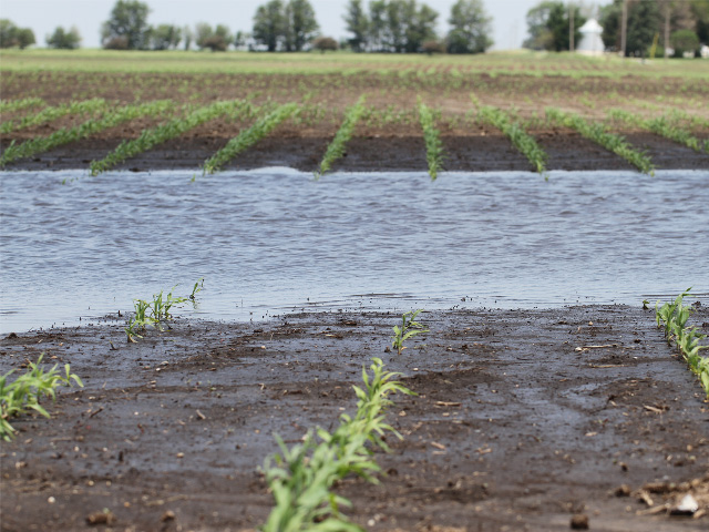 Many farmers are finally finishing planting and turning to management decisions on their planted and unplanted fields. (DTN photo by Pamela Smith)