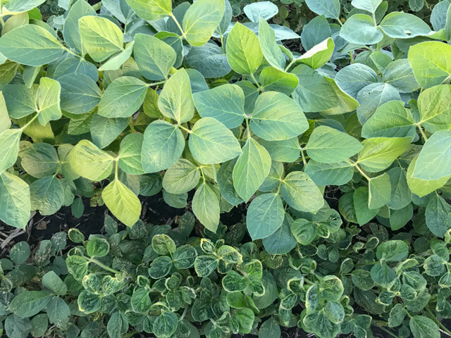 Dicamba injury reports are starting to surface in a number of states, despite the late start to the planting season. So far, four states have opted to extend their dicamba spray period this year. (DTN file photo)