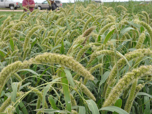 This German millet was planted for a Green Cover Seed field day near Bladen, Nebraska. Since USDA moved the haying and grazing dates for prevented planting acres, demand for varieties of sorghum and millet has shot up. USDA has tweaked its programs to encourage cover crops. (DTN photo by Chris Clayton) 