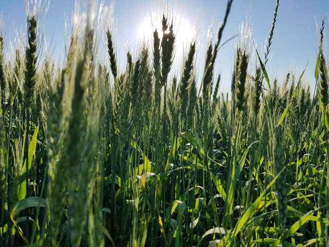 A spring wheat field basking in the sun in Crookston, Minnesota. The Wheat Quality Council hard red spring and durum wheat tour will get underway this week, beginning on July 23. (Photo by Tim Dufault)