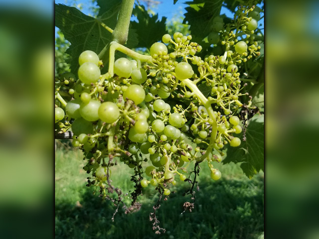 These grape clusters at a Maryland vineyard are showing signs of severe auxin herbicide injury. The sight is not an uncommon one this summer, as off-target movement of herbicides, especially dicamba, has become prevalent once again. (Photo courtesy Jennie Schmidt) 
