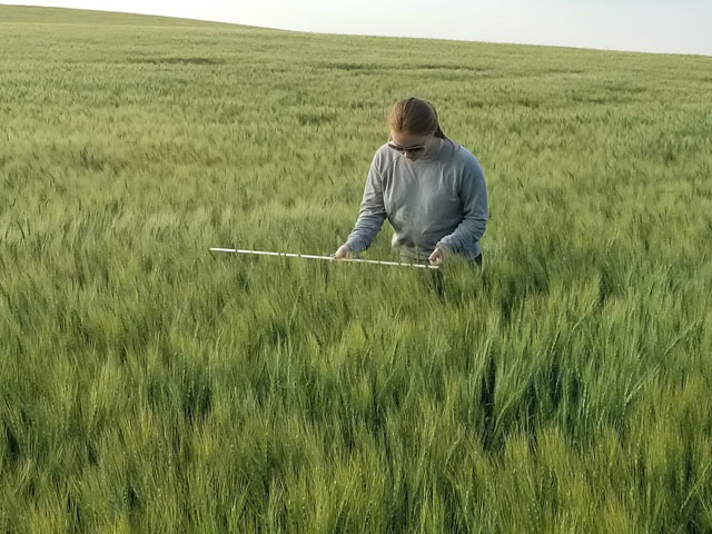 A crop scout measures spring wheat in North Dakota on the final day of the Wheat Quality Council&#039;s Hard Red Spring Wheat and Durum Tour, which ended with an average spring wheat estimate of 43.1 bushels per acre. (DTN photo by Charles Wallace)