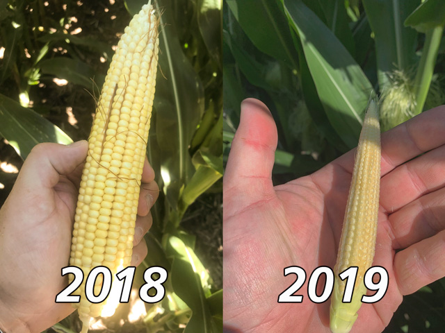 A side-by-side comparison of photos from the same cornfield in Custer County, Nebraska, illustrates the dramatic lag in crop development between late July 2019 and late July 2018. (Photos courtesy Casey Cooksley) 